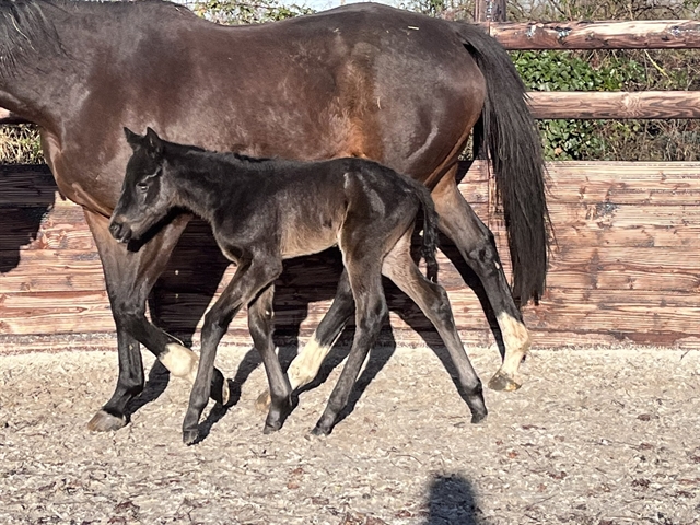 A three day old filly by our very own Armor, who now stands at Haras de Bouquetot