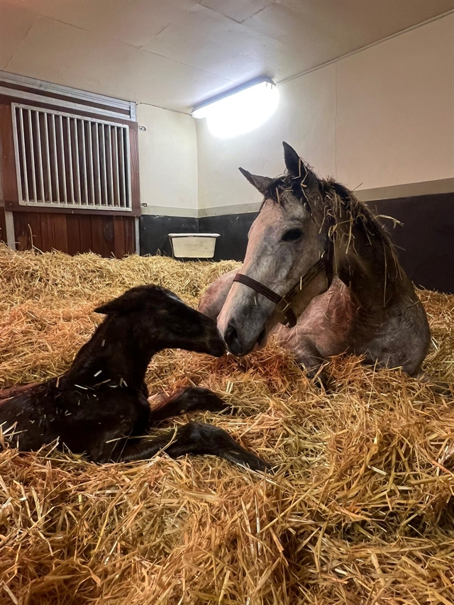 Snow Lantern with her gorgeous first foal, a colt by Dubawi
