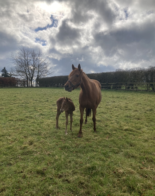 Anna Nerium with her Sea The Stars filly