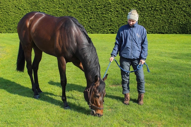 Wallop enjoying a pick of grass and the sun on his back after his win at Kempton