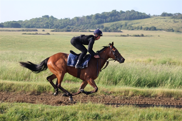 Painite out on the gallops at Everleigh